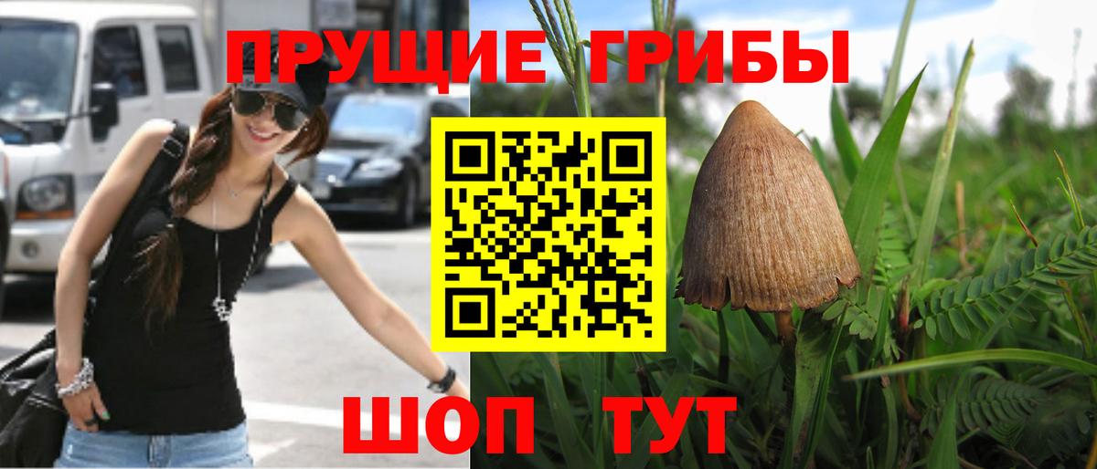 Касимов  Псилоцибиновые грибы Psilocybine cubensis  Вход с VPN 